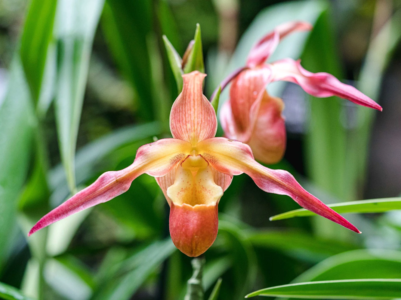 The Orchid Show: Mexican Modernism: What to expect - 4