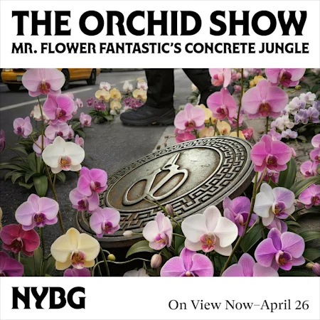 The Orchid Show: Mr. Flower Fantastic's Concrete Jungle