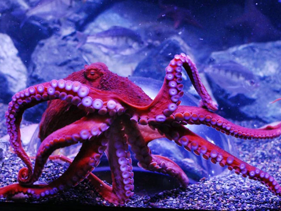 Aquarium of the Bay: What to expect - 1
