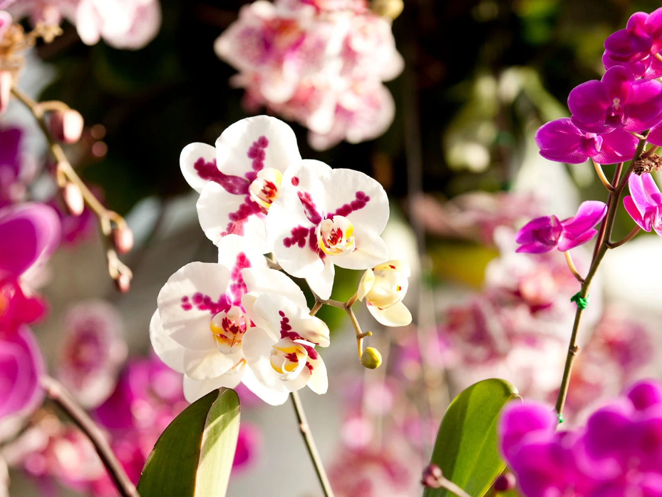 The Orchid Show at New York Botanical Garden: What to expect - 5