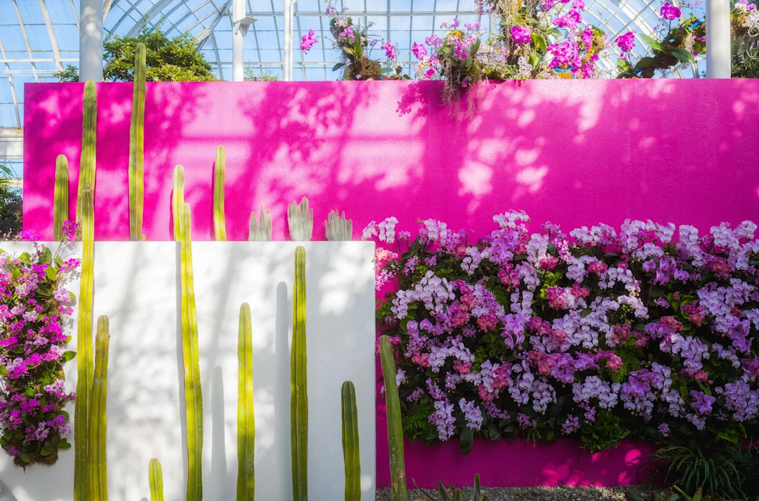 A vibrant garden display with tall green cacti in front of pink and white walls, adorned with clusters of pink flowers. Sunlight casts shadows from the glass roof above.