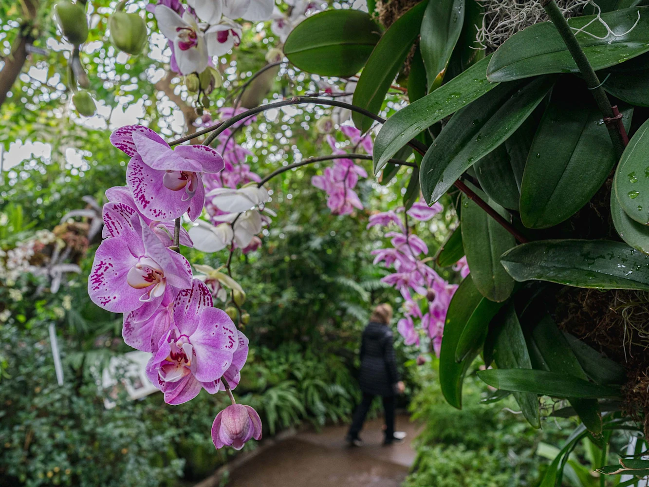 The Orchid Show: Mexican Modernism: What to expect - 2