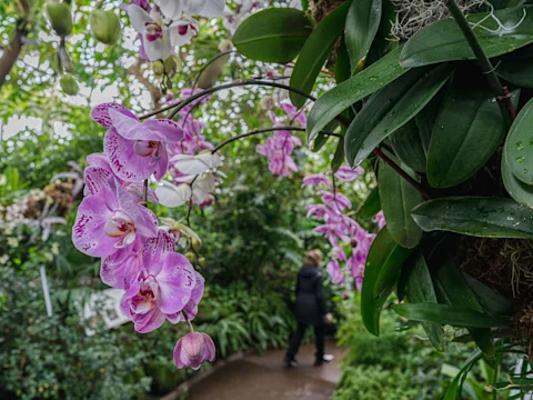 Pink orchids in focus with a blurred background of greenery and a person walking along a garden path.