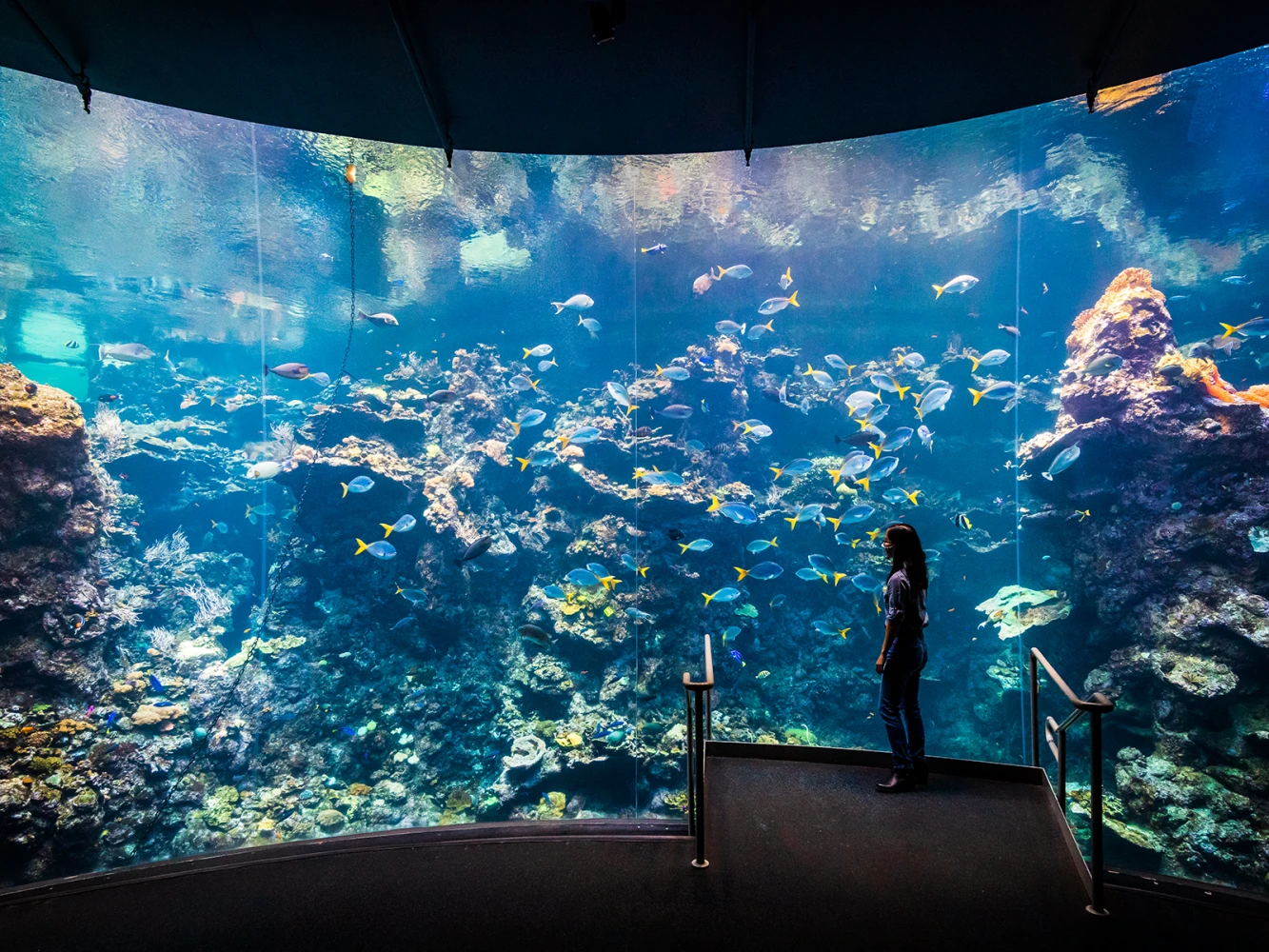 California Academy of Sciences With Steinhart Aquarium Admission: What to expect - 2