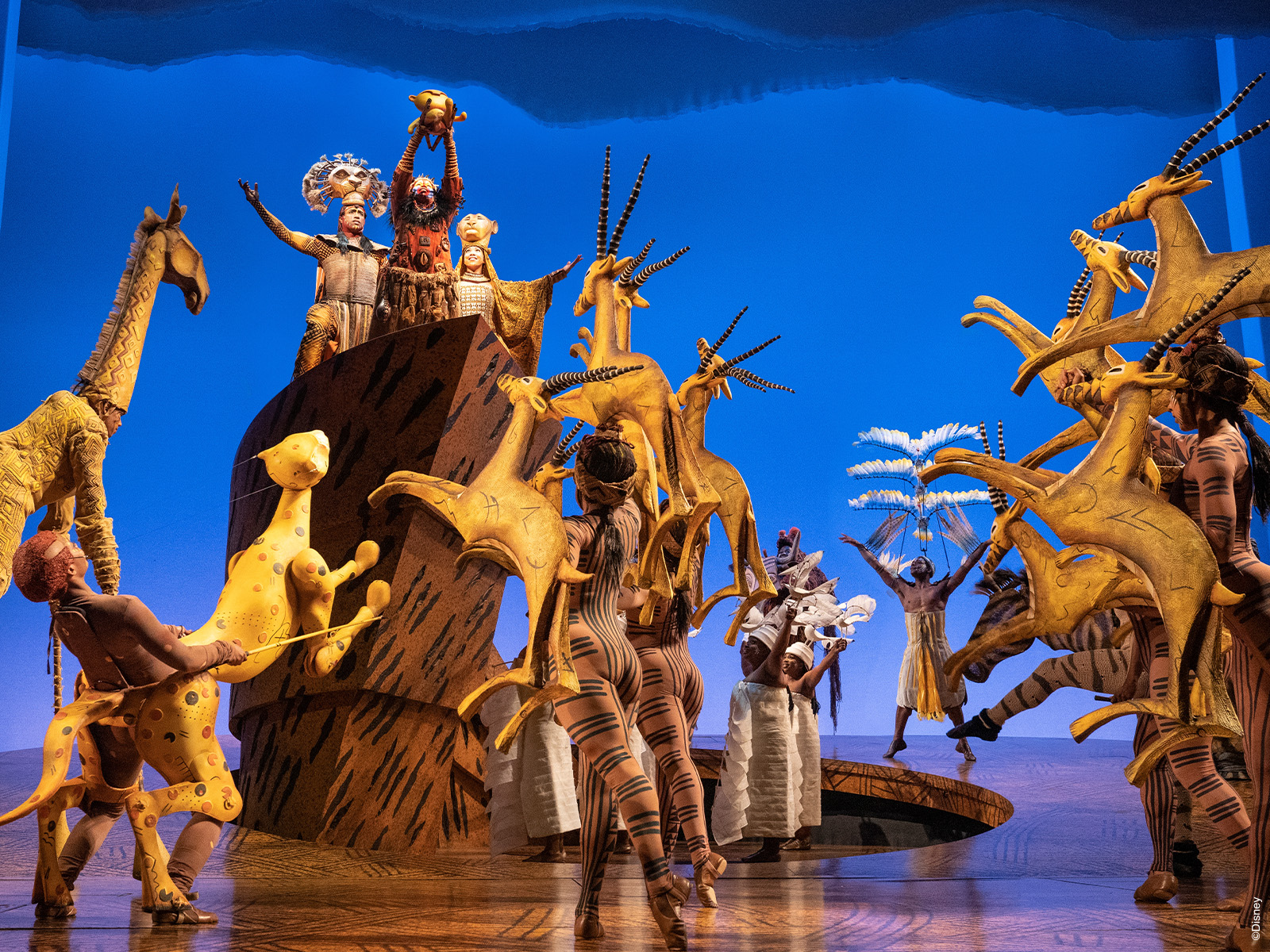 THE LION KING: What to expect - 5