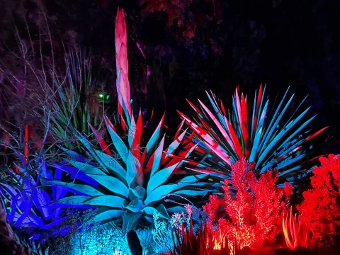 Garden of D’Lights: What to expect - 3