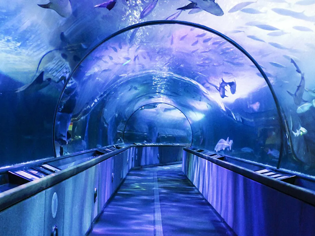 Aquarium of the Bay Tickets | San Francisco | Goldstar