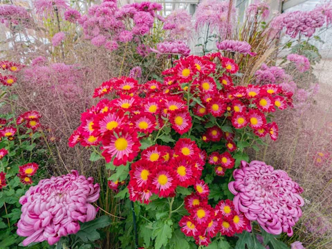 A cluster of bright red and yellow chrysanthemums is surrounded by light pink ornamental grasses and large mauve chrysanthemums in an outdoor garden setting.
