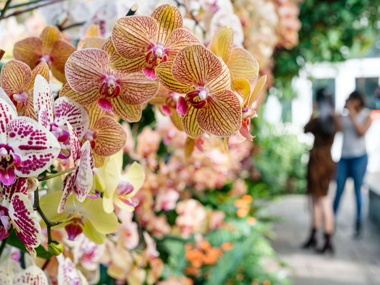 The Orchid Show at New York Botanical Garden: What to expect - 4