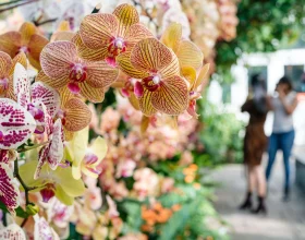 The Orchid Show at New York Botanical Garden: What to expect - 4