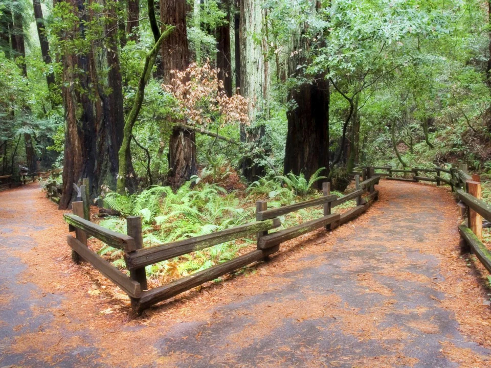 Muir Woods & Sausalito Tour (with Return Ferry): What to expect - 1