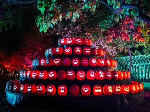 Magic of the Jack O’Lanterns: What to expect - 3