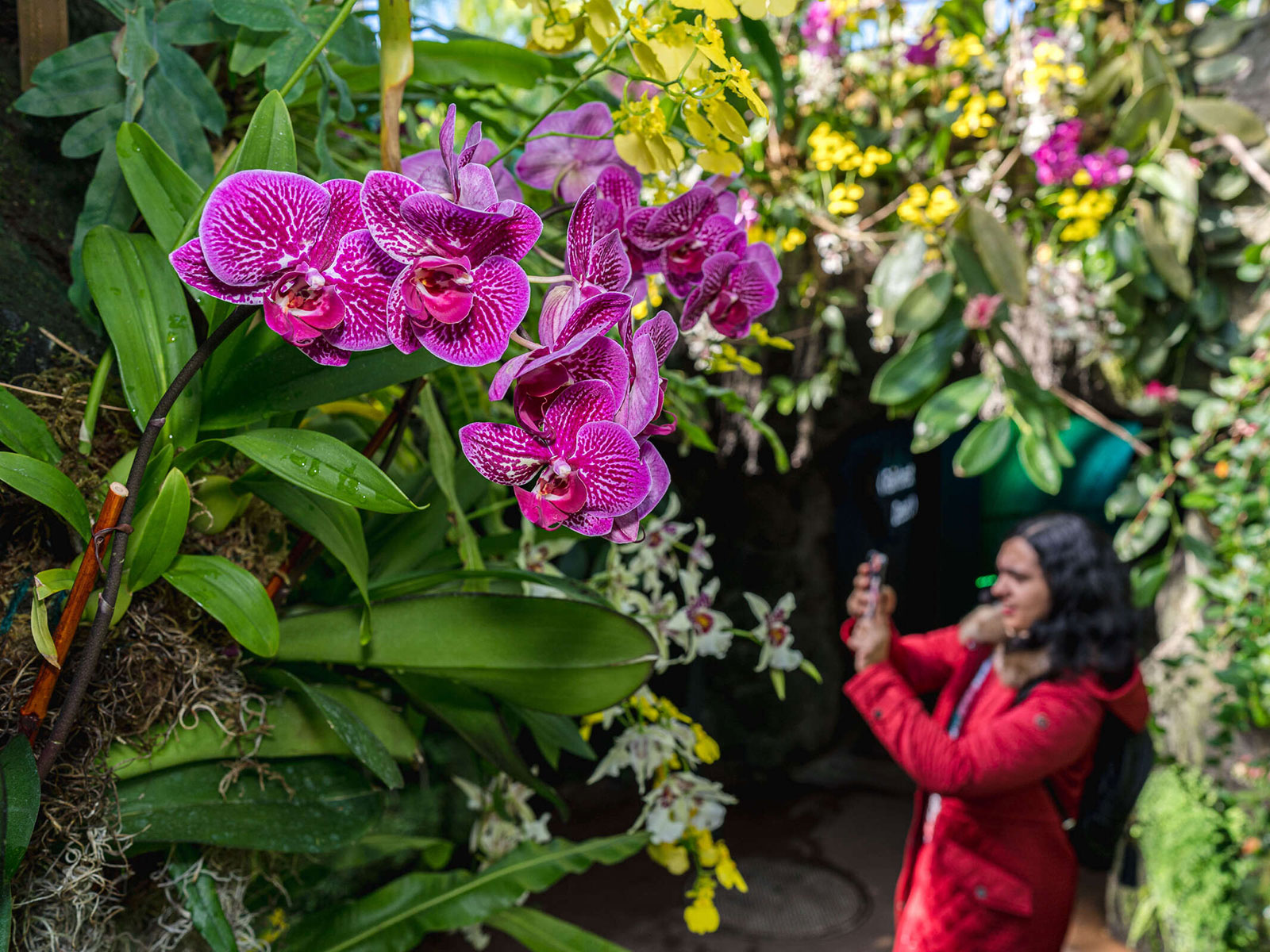 The Orchid Show at New York Botanical Garden: What to expect - 2