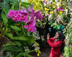 The Orchid Show at New York Botanical Garden: What to expect - 2