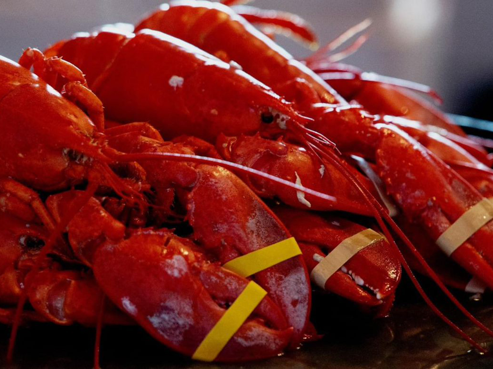 The Great American Lobster Fest Tickets Chicago TodayTix