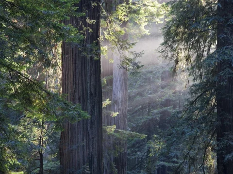 Muir Woods & Sausalito Tour (with Return Ferry): What to expect - 3