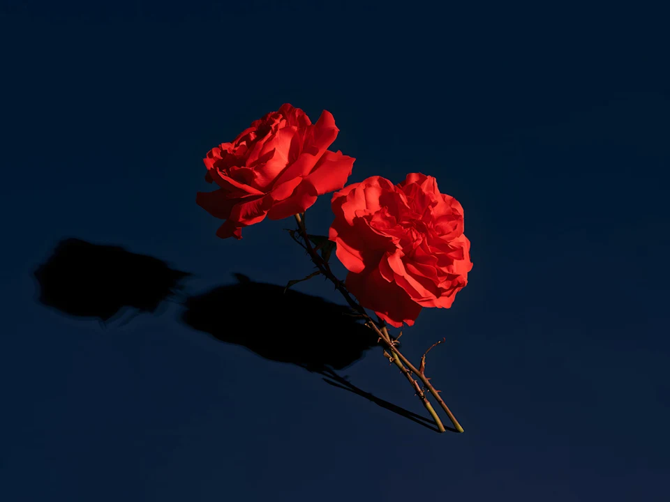 Pinchgut Opera's Madrigals of Love and War: What to expect - 1