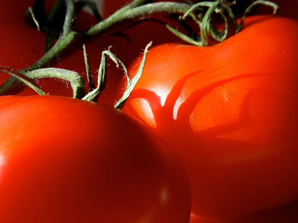 Tomato Throw Show: What to expect - 1
