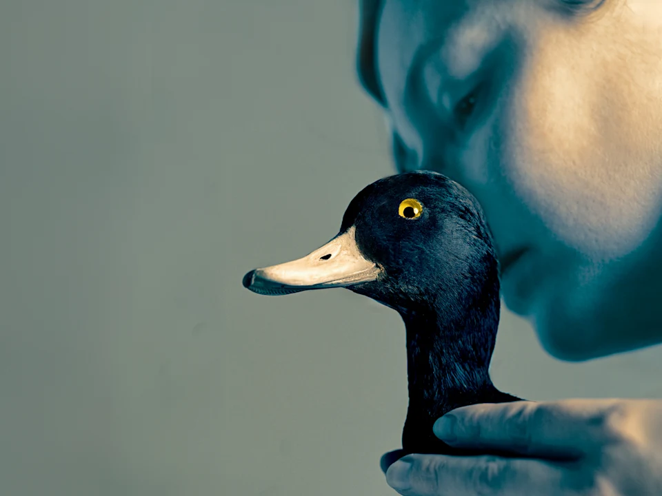 The Wild Duck: What to expect - 1