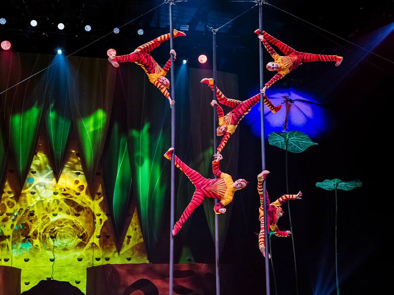 Cirque du Soleil - Ovo: What to expect - 5