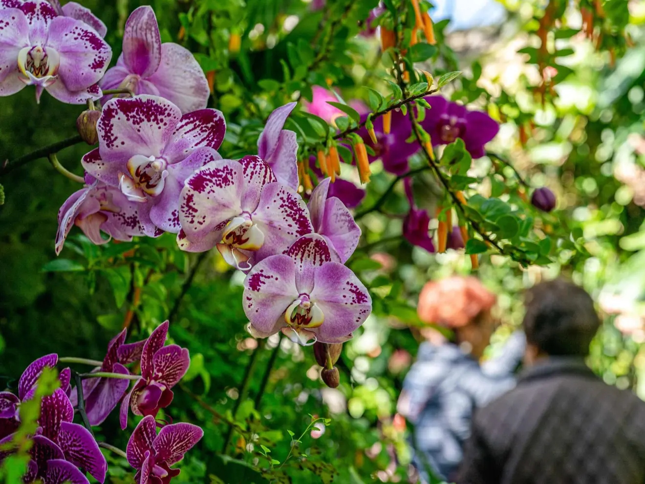 Orchid Nights at New York Botanical Garden