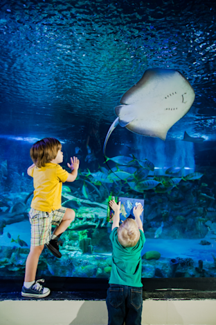 Sea Life London Standard Entry Tickets | Box Office