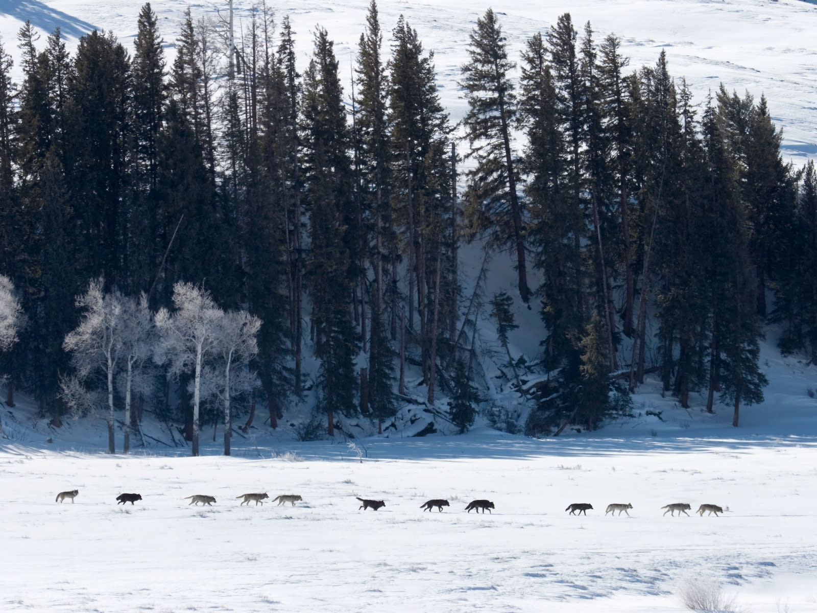 National Geographic Live: Wild Wolves of Yellowstone tickets | Santa ...