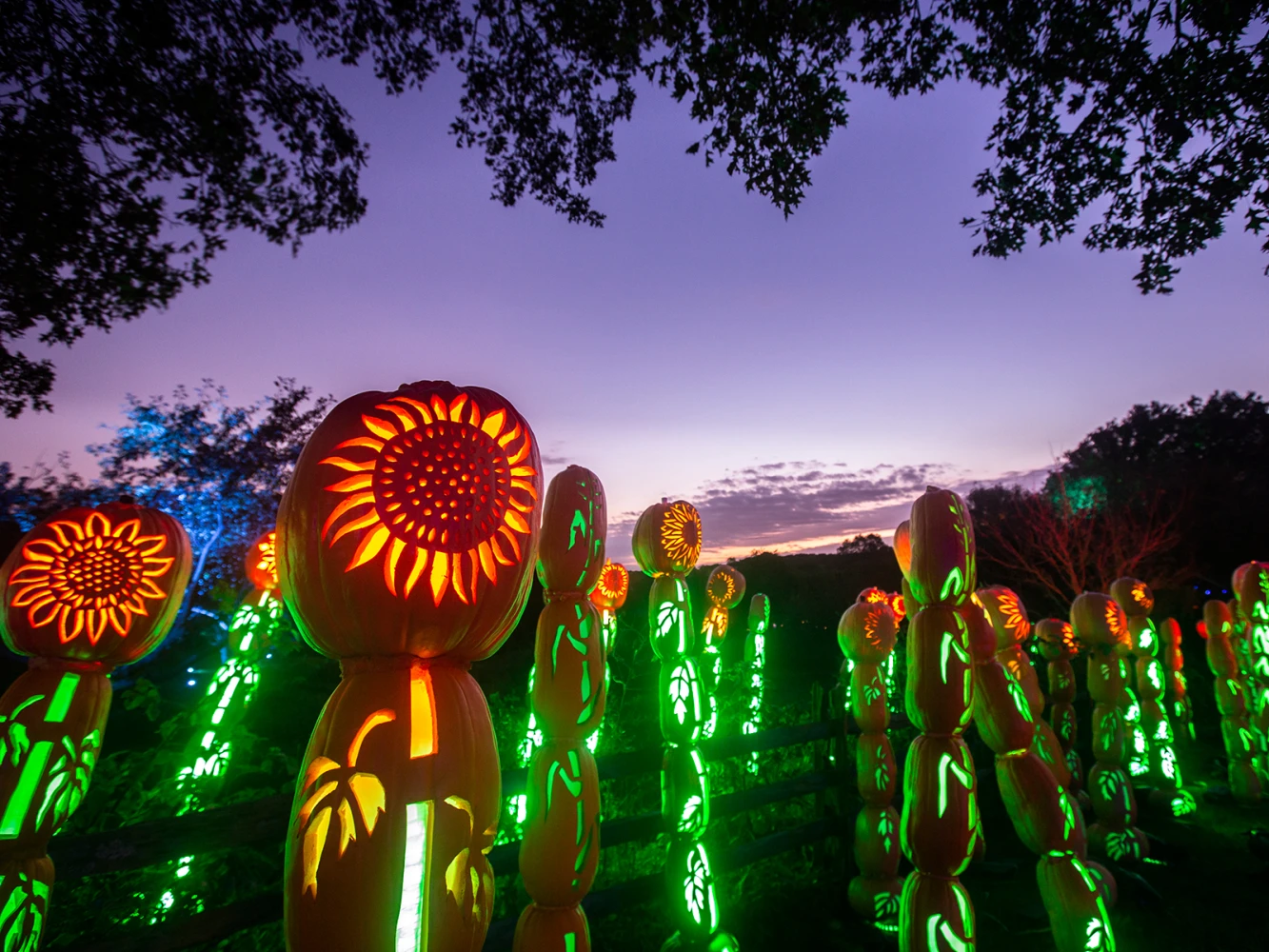 The Great Jack O’Lantern Blaze: Long Island: What to expect - 1