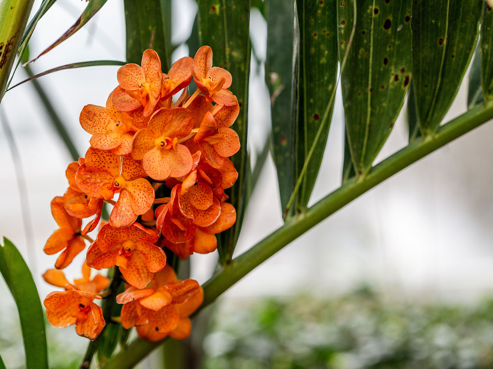 The Orchid Show at New York Botanical Garden: What to expect - 3