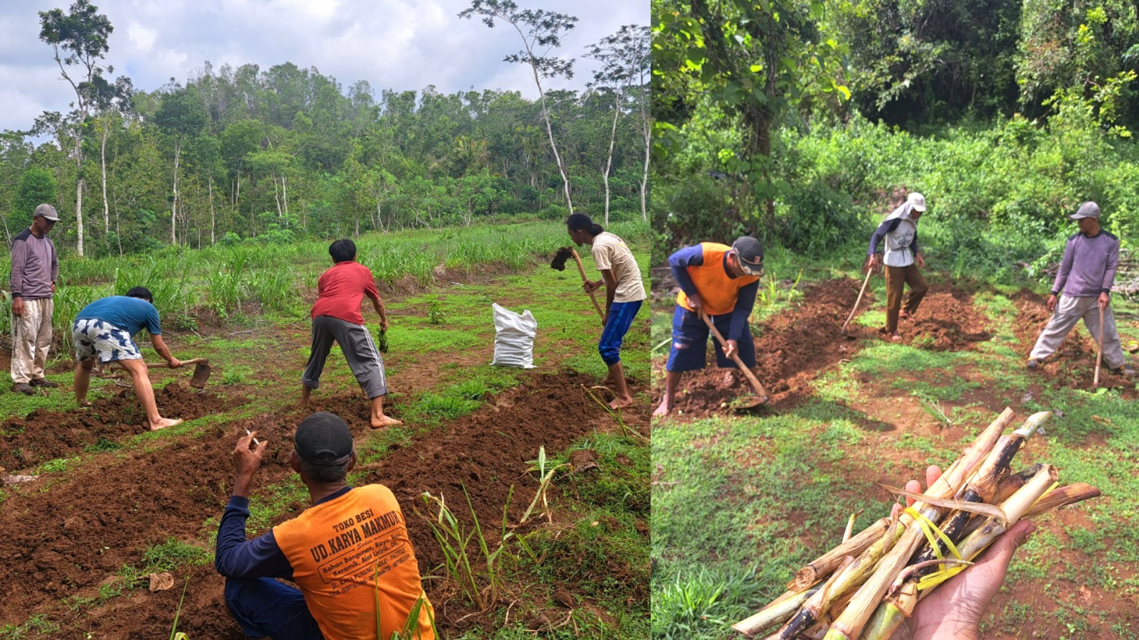 Mahasiswa UGM Tanam Rumput Gama Umami