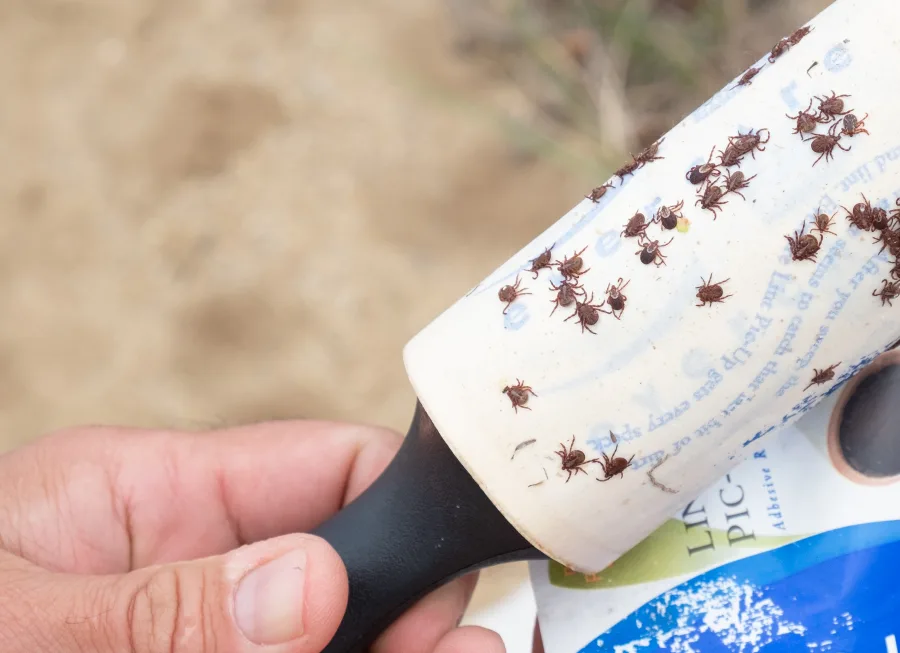 Ticks on a lint roller