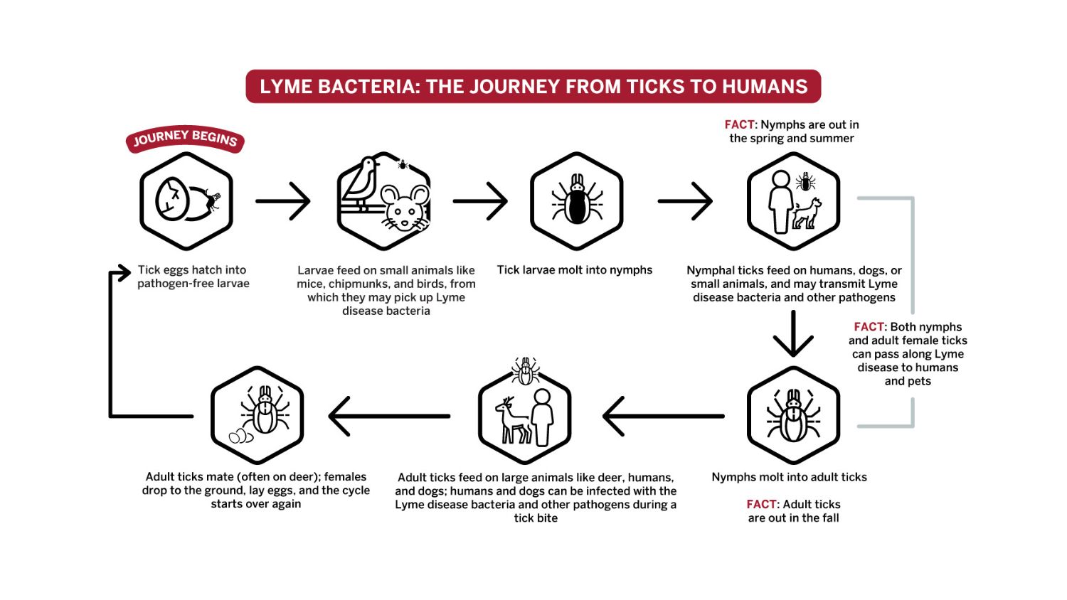 An infographic showing the lifecycle of Lyme bacteria on their journey from ticks to humans.
