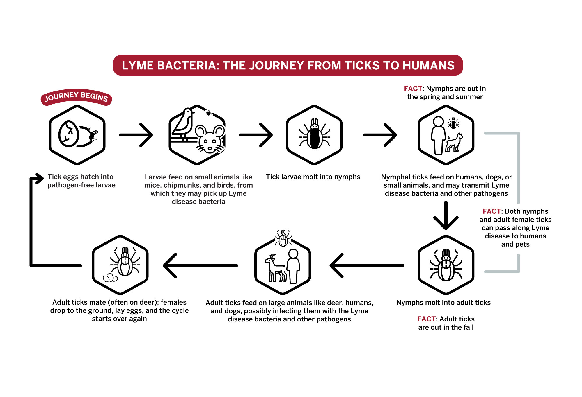 Graphic illustrating Lyme bacteria life cycle