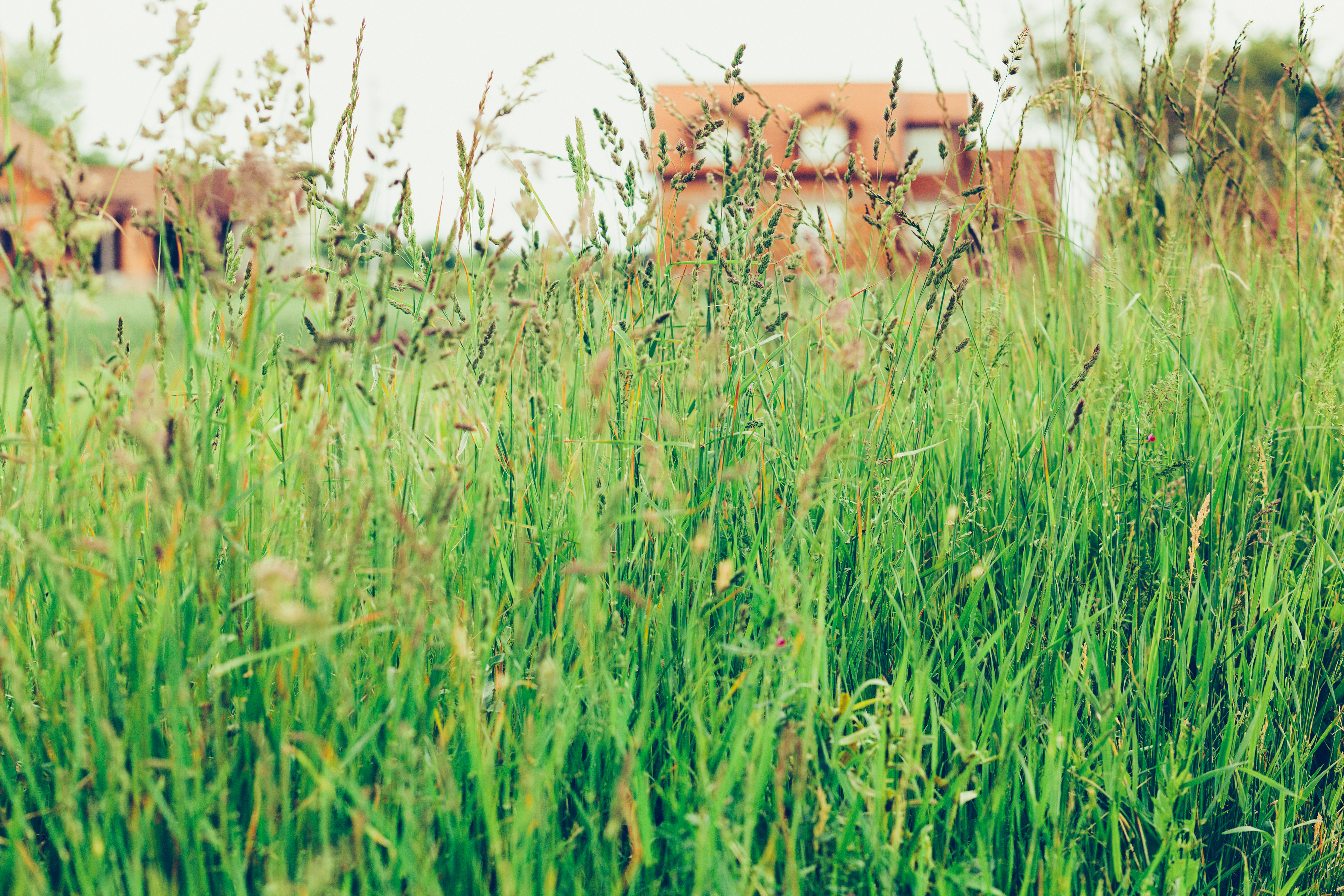 A patch of tall grass