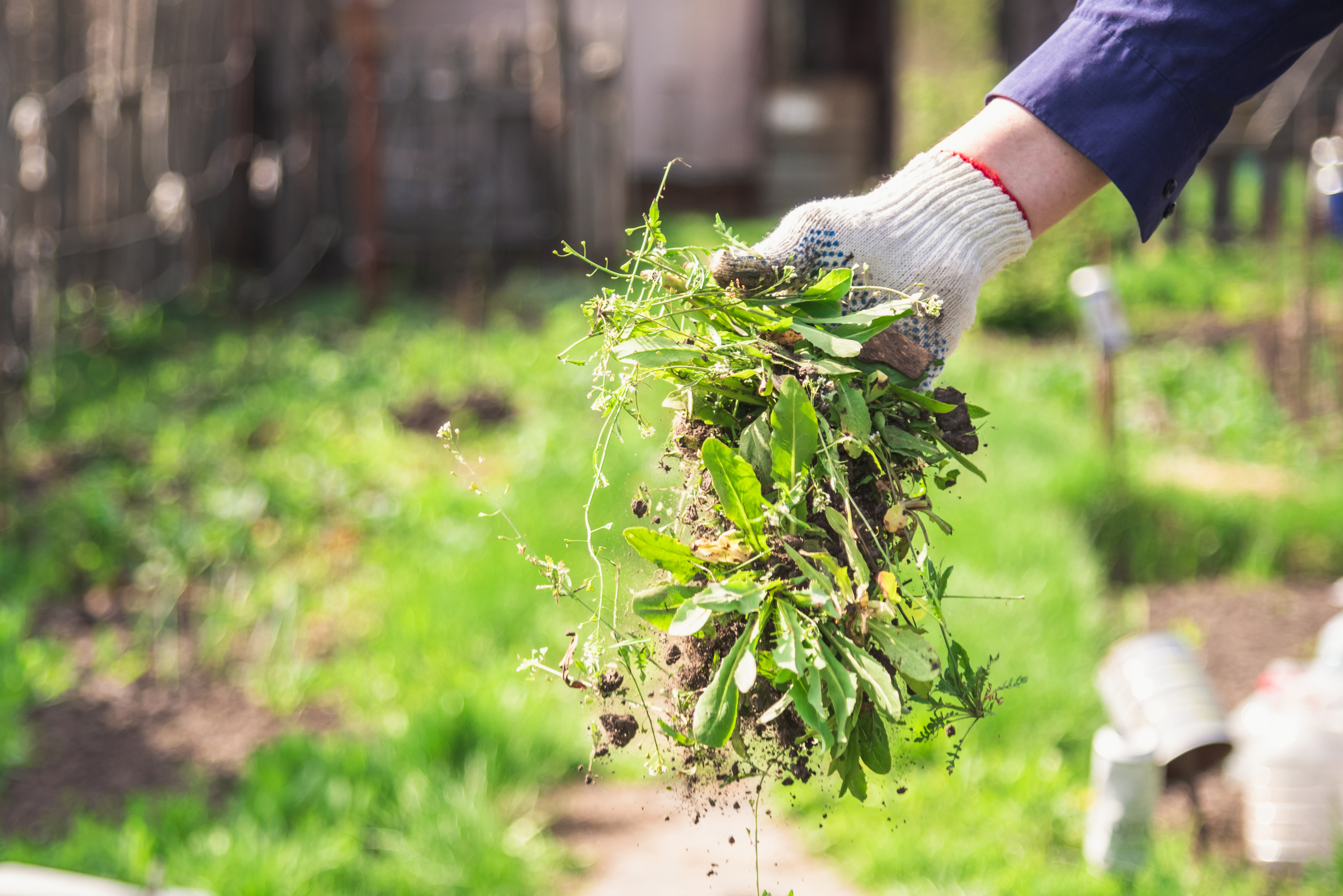 Someone holding weeds that were pulled out of the ground