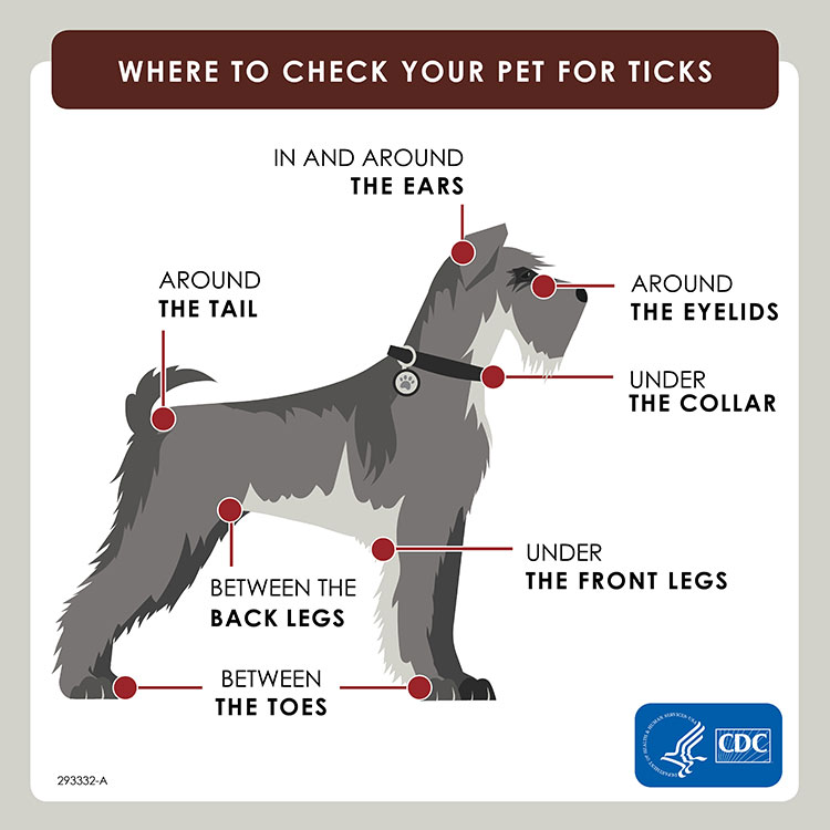 Graphic illustrating common spots where you might find a tick on a dog