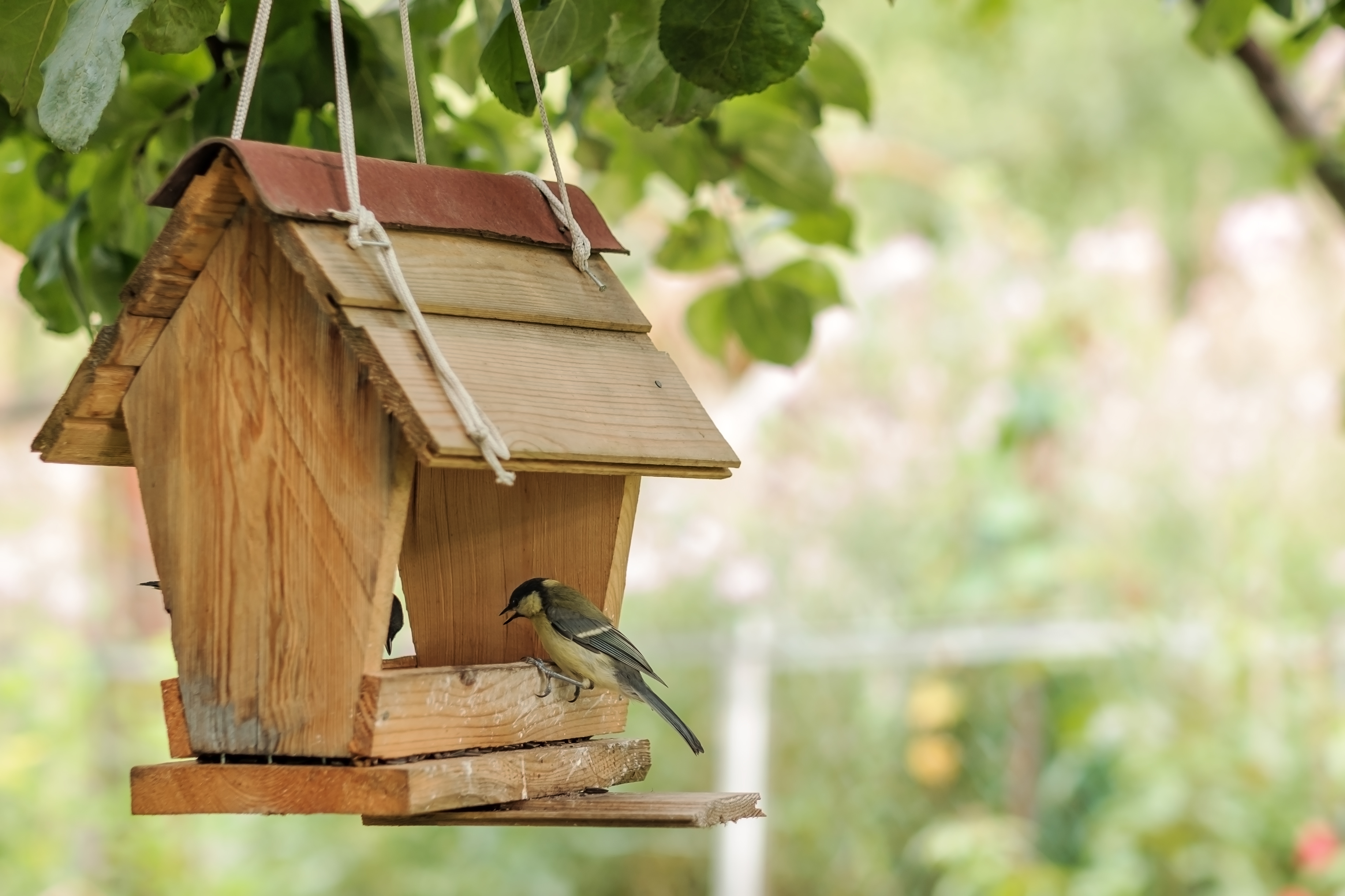 A bird on a bird feeder, hanging in a tree