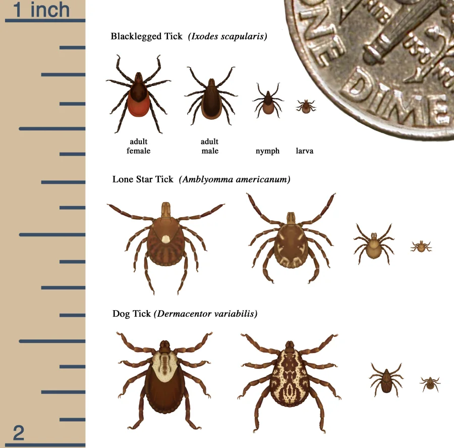 Illustration of the blacklegged tick, lone start tick, and dog tick with various stages of life.