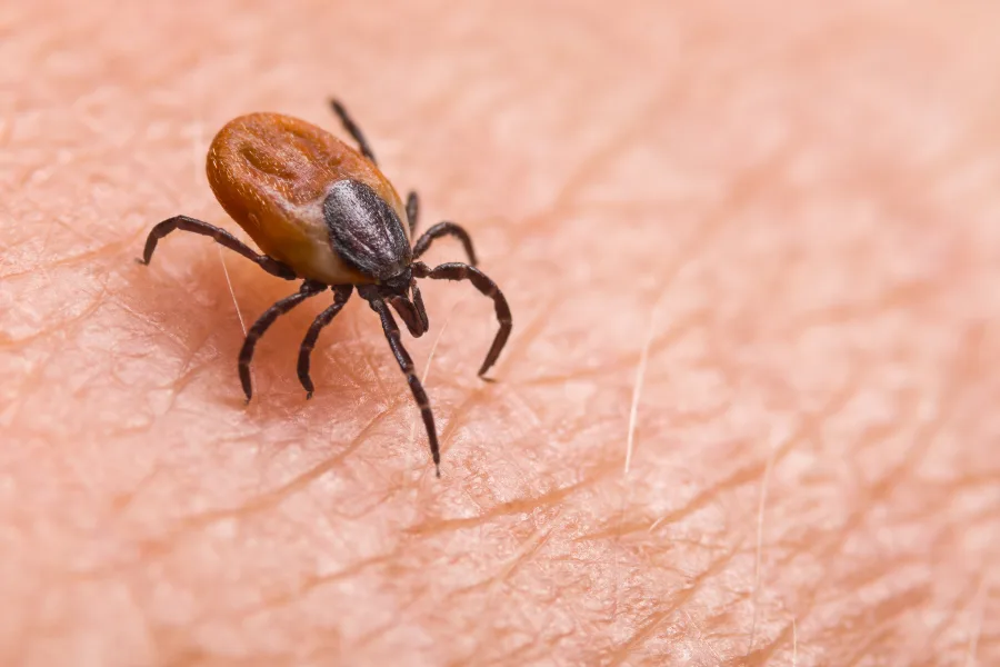 A blacklegged tick on human skin