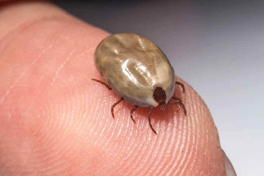 Engorged blacklegged tick