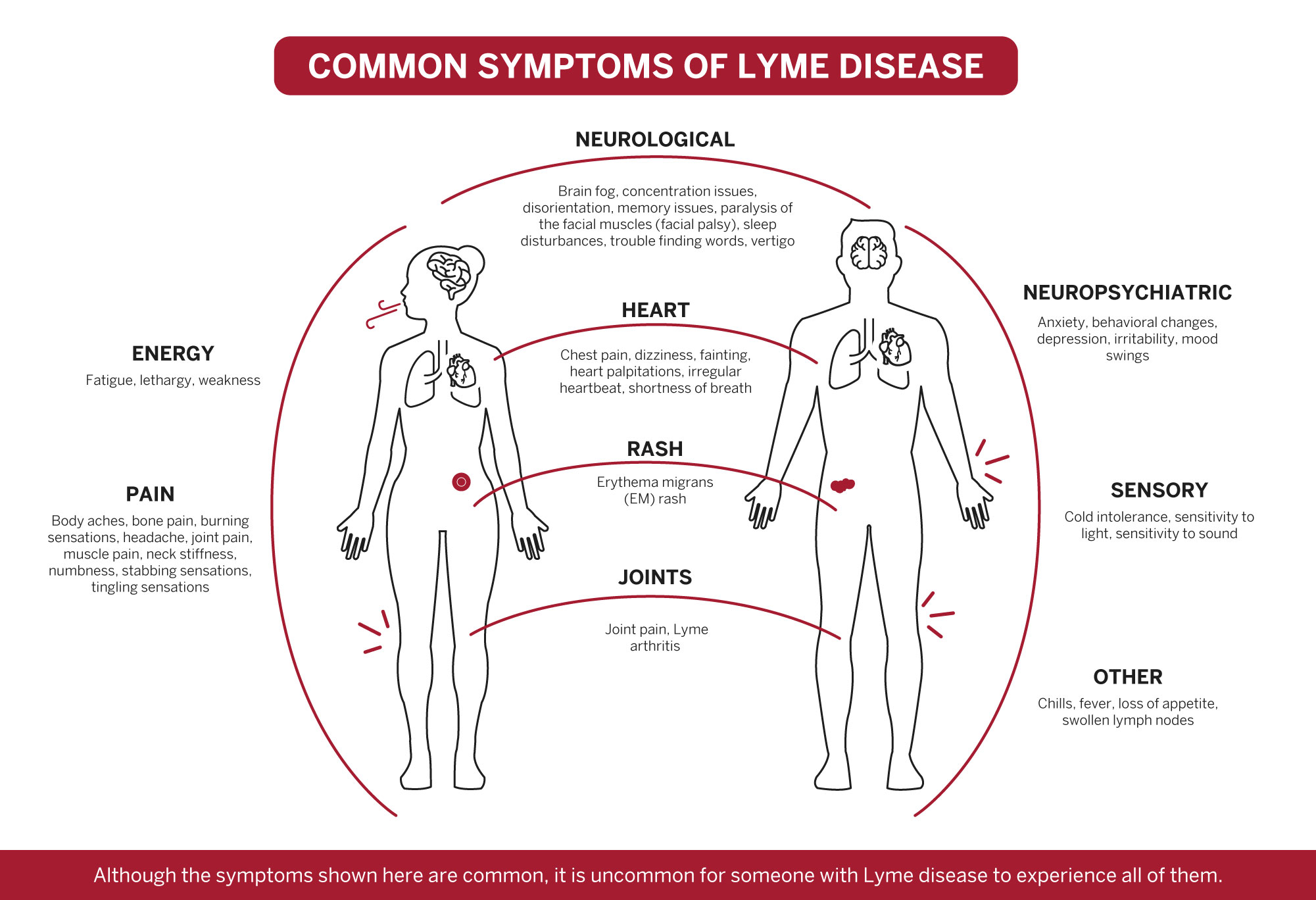 Infographic of Lyme symptoms grouped throughout the body.
Image credit: HMS