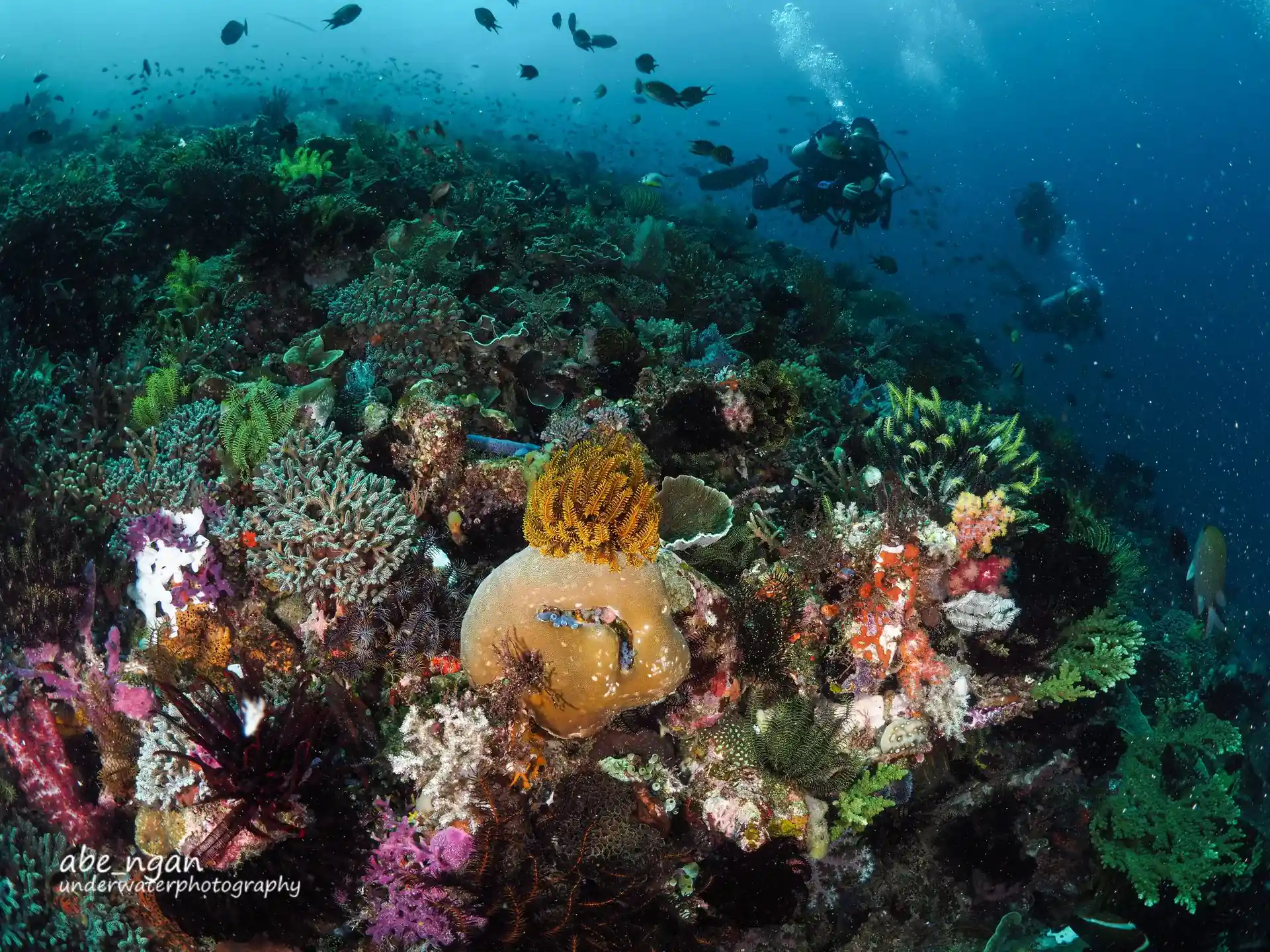 Castle Rock - Komodo