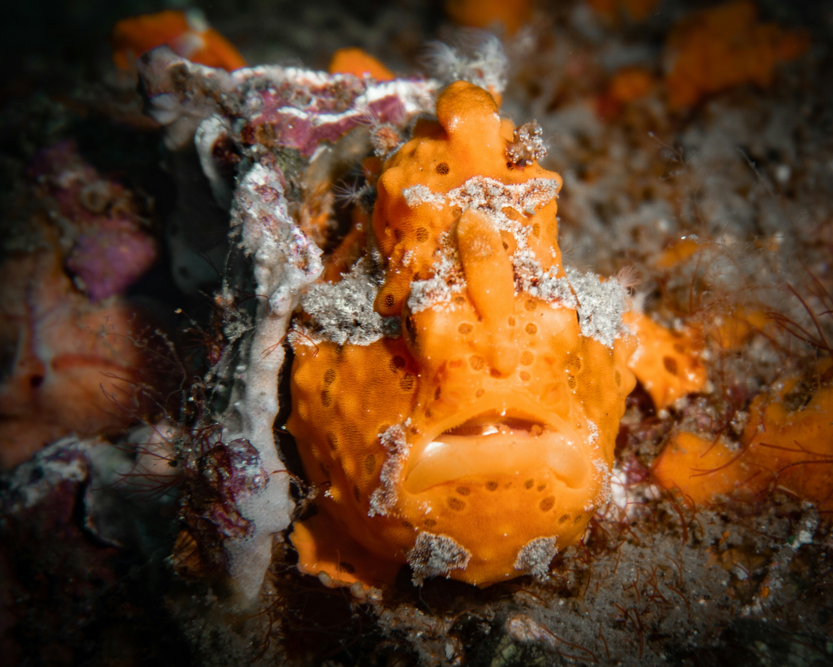 Frogfish