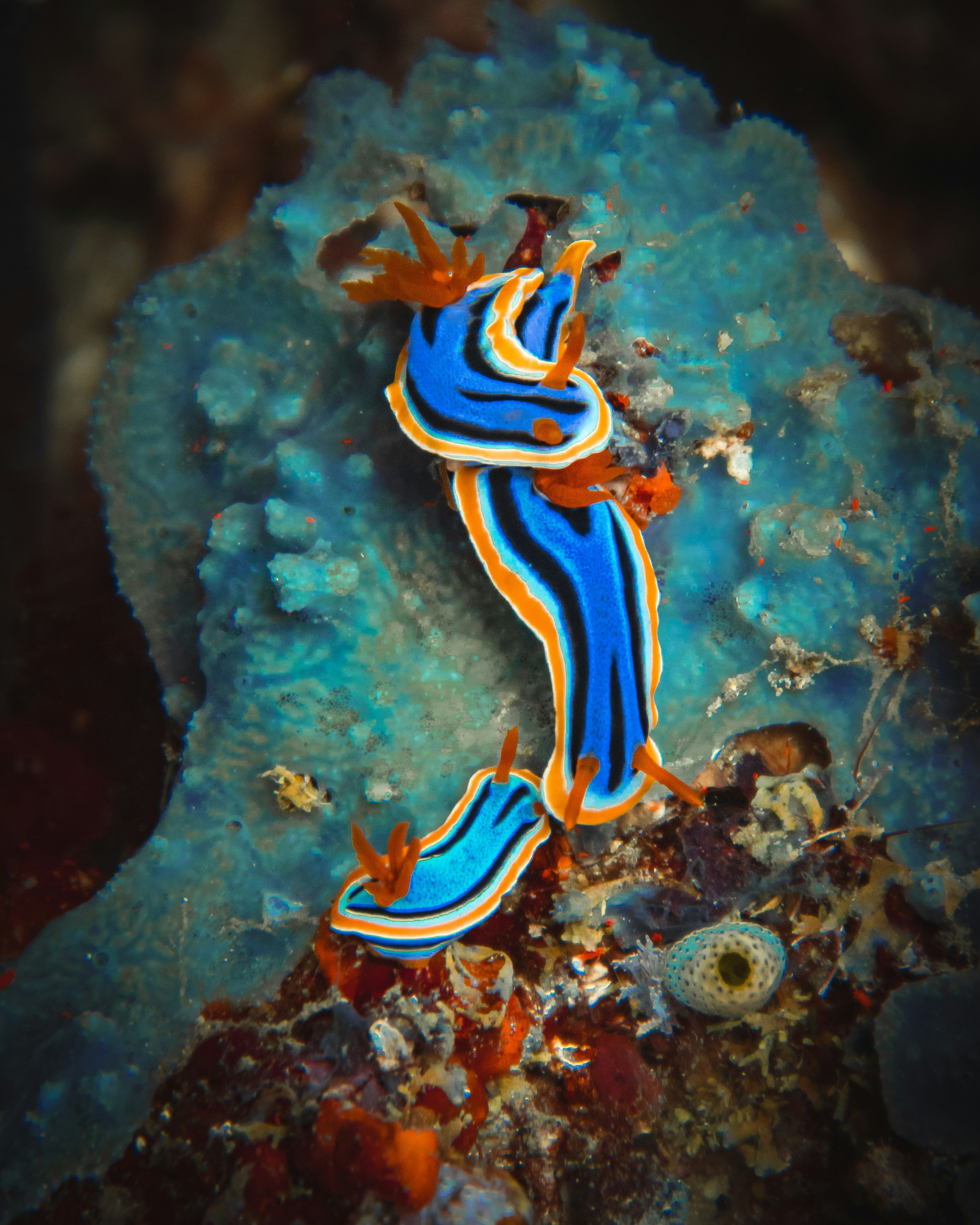Nudibranquios