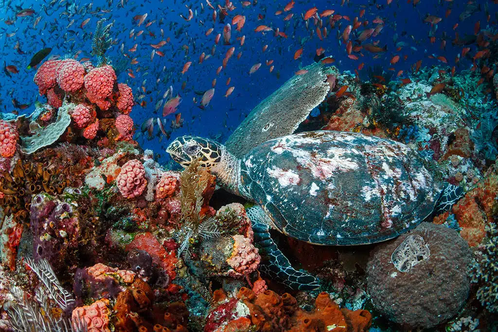 batu balong - Komodo