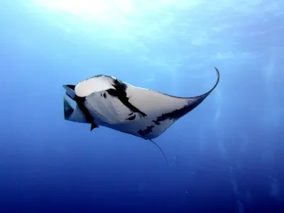 Manta Oceánica