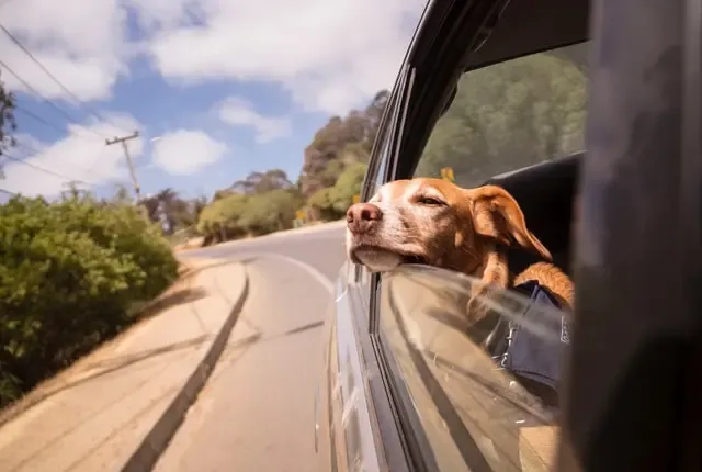 Consejos para llevar a tu perro de viaje en el auto