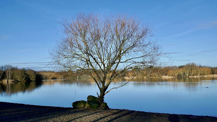 A tree at the water's edge of Manvers Lake, the venue for the Shiver for Shelter challenge.