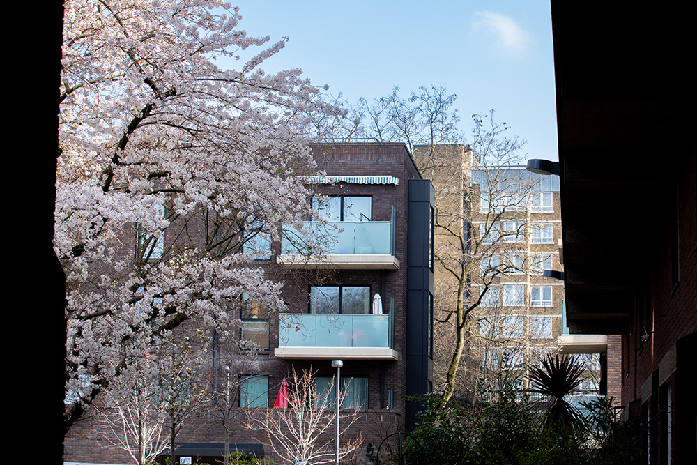 A block of flats next to a blossoming tree with a blue sky in the background.