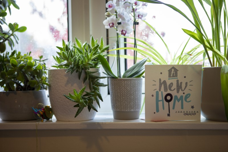 A window sill in someone’s home, with a New Home card on it and potted plants